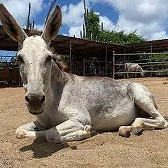 Trails, Tails and Taste of Aruba