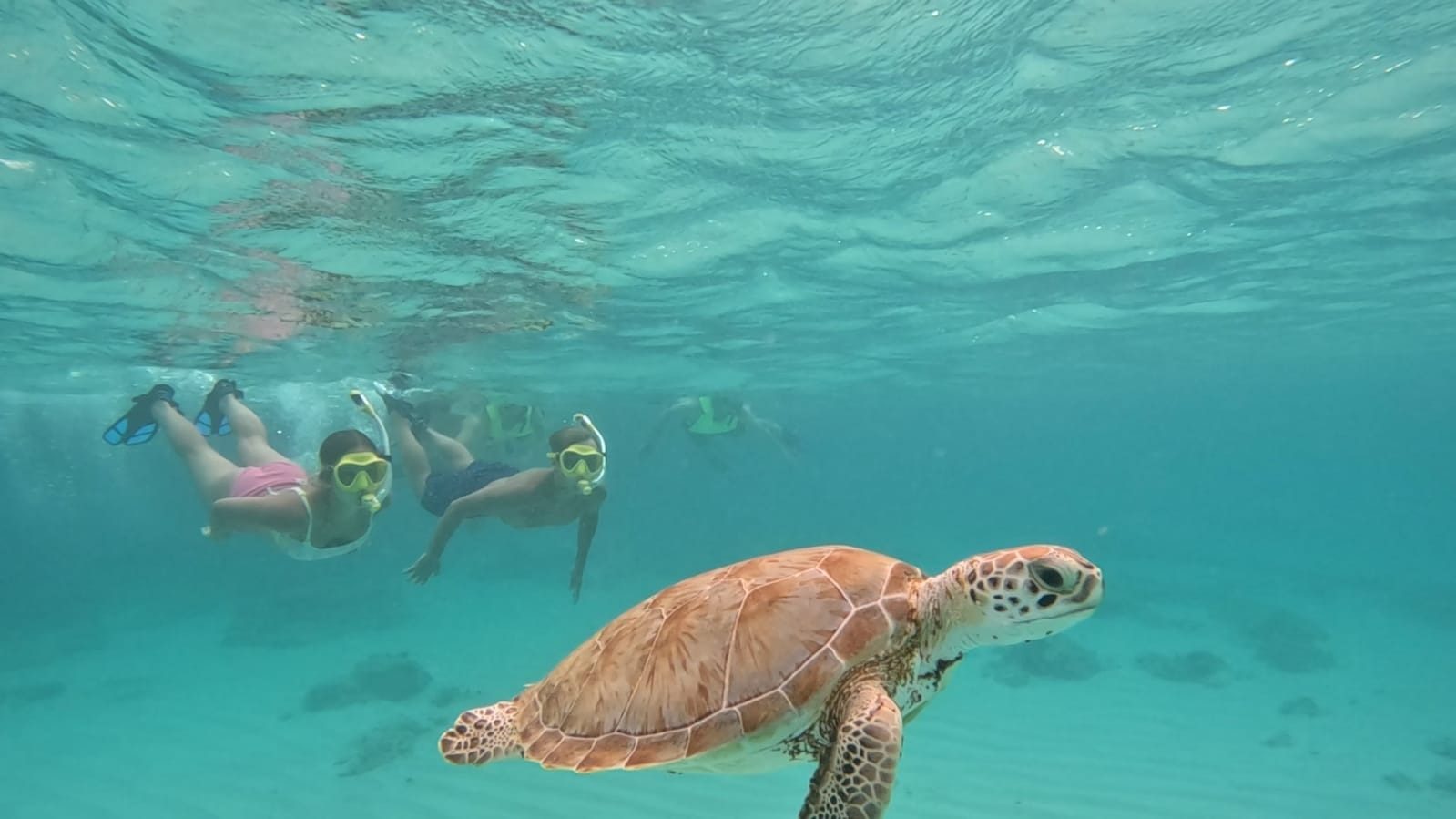 Aruba Snorkel Safari