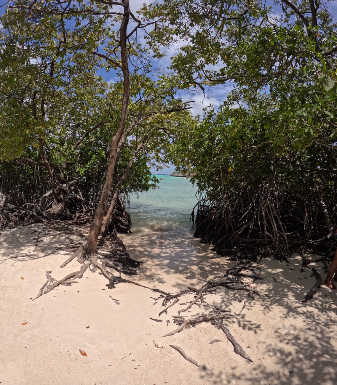 The Mangrove Secret Reef