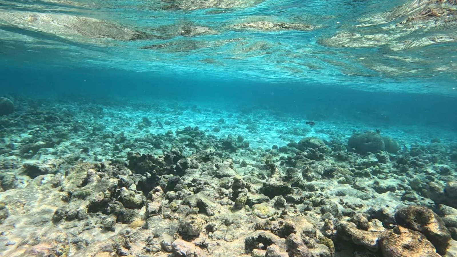Hidden Inner-Reef Escape