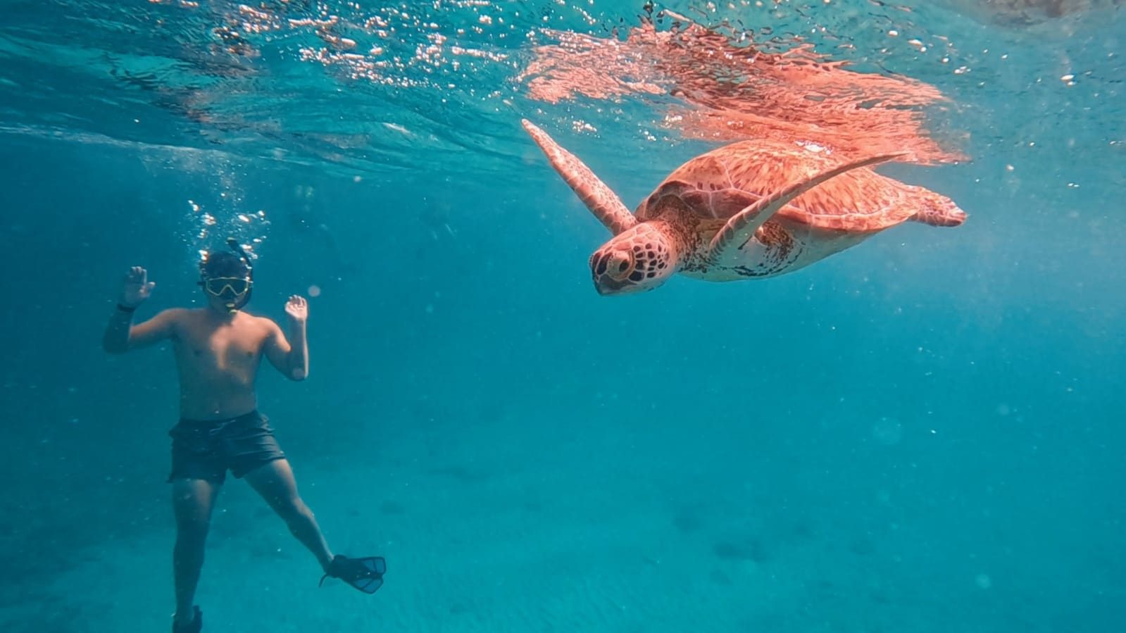 Snorkeling with a sea turtle in Aruba