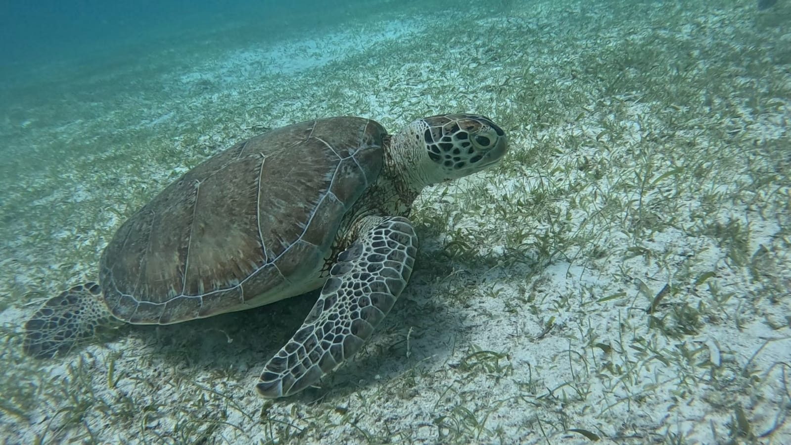 The Famous Turtle
